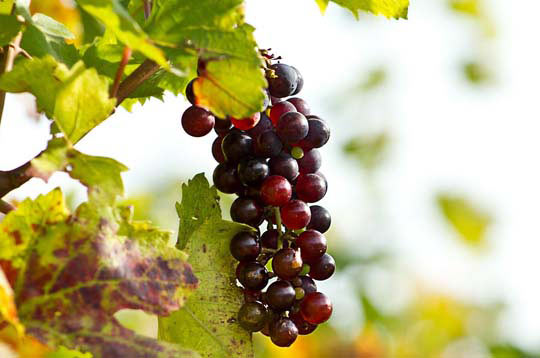 在线短信轰炸工具